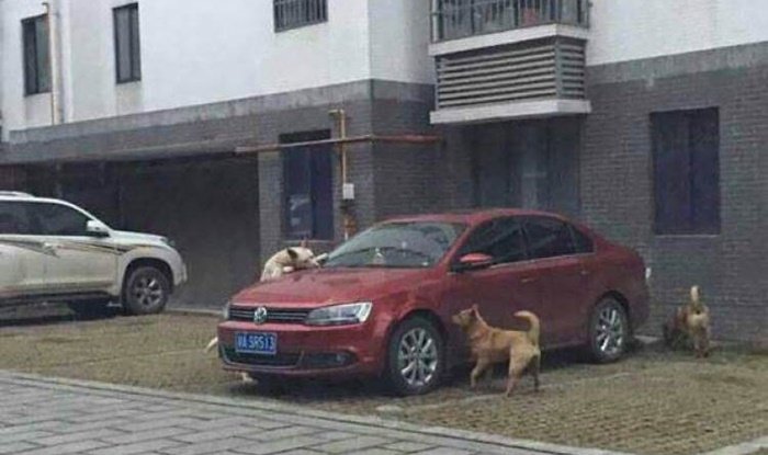 หมากัดรถ เคลมประกันได้ไหม